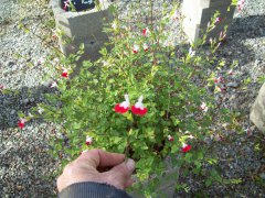 SAUGE microphylla_ rouge et blanche_